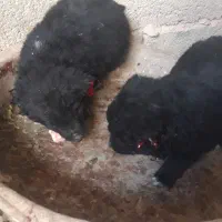 توله قدرجونی|سگ|قهدریجان, |دیوار