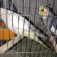 یک جفت عروس هلندی بالغ