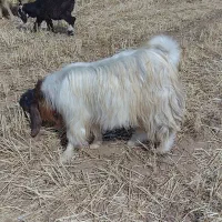 پازن سالم و سرحال