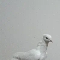 پرنده. سفید کاکلی ماده پرشی میزون|پرنده|گلبهار, شهر جدید گلبهار|دیوار