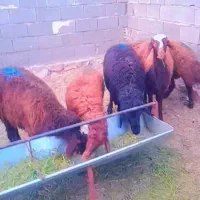5عدد بره نر جمعی درشت کمر خالی اماده پروار