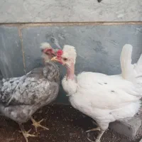 مرغ گلین