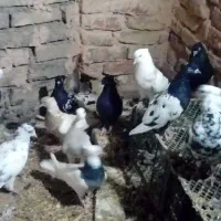 کفتر پرشی فروش فوری