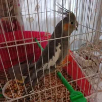 عروس هلندی نروماده|پرنده|مشهد, ایثارگران|دیوار