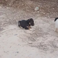 واگذاری سه عدد توله خوشگل س.گ