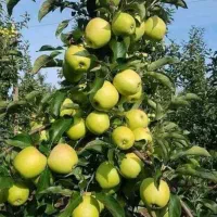 نهالستان زرینه نهال صنوبر و بادام دیر گل|خدمات باغبانی و درختکاری|لردگان, |دیوار