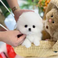 پاممراننین وارداتی یه وجبی