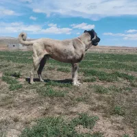 سگ سرابی|سگ|قیدار, |دیوار