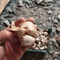 سیر کاملا اورگانیک|خوردنی و آشامیدنی|کلاترزان, |دیوار