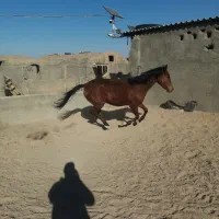 کره اسب نریون|اسب و تجهیزات اسب‌سواری|بجستان, |دیوار