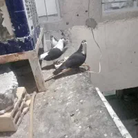 یک جفت ساده قشنگ جفتگاه و پرشی