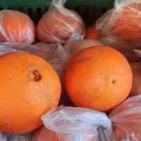 پرتقال نایلون پیج شده، قیمت توافقی