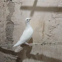 کفتر پلاکی و تهرانی