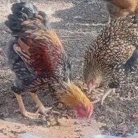 مرغ وخروس یاندوت