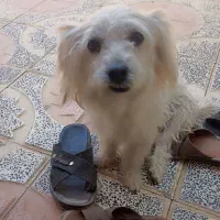 سگ من گم شده