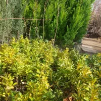 نهال ابریشم شمشادسبزنهالستان شمشادطلای کاج لاوسون