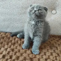 بچه گربه هیمالین اسکاتیش