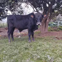 ورزا کوله آس|حیوانات مزرعه|کوچصفهان, |دیوار