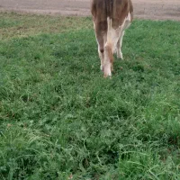 تلیسه مونت