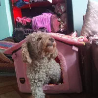 پودل توی|سگ|تهران, سلسبیل جنوبی|دیوار