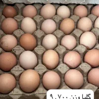 تخم مرغ بومی گلپایگانی .عمده،جزئی ،نیسان|خوردنی و آشامیدنی|پیر بکران, |دیوار