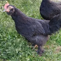 جوجه زینتی