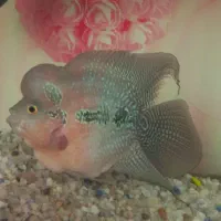 ماهی فلاور باکس نر