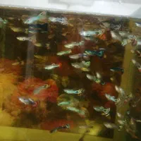 ماهی گوپی|ماهی|سمنان, |دیوار