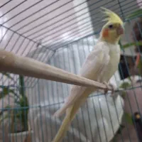 عروس هلندی لوتینو|پرنده|بافق, |دیوار