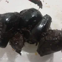 ترشی سیر بیست ساله