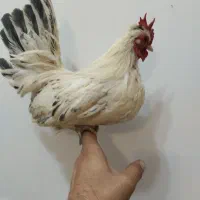 خروس مینیاتوری|حیوانات مزرعه|شهرضا, |دیوار