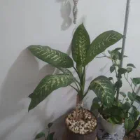 گلها همه سالم وسرحال همه مدل گلدان کریستال