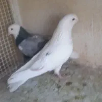 یه جفت کفتر استثنایی. نامبروان