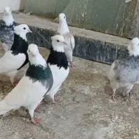کبوتر طوقی هفت رنگ زرین الماسی آجری سیاه