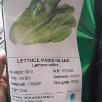 کاهو پیچ زودرس|عمدهفروشی|خان ببین, |دیوار