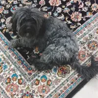 شیتزو نر 3 ساله رنگ خاص|سگ|کرمان, |دیوار