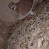 افشون سوسکی کفتر گرفتنی|پرنده|نیشابور, شهرک رضوی|دیوار