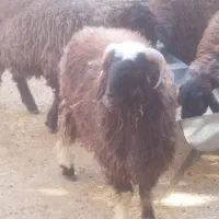 قوچ|حیوانات مزرعه|سیمکان, |دیوار