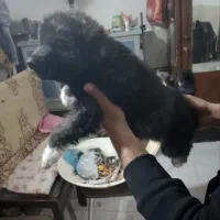 سگ و توله روزگاری