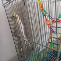 لوتینو ماده بسیار سالم و سرحال|پرنده|نجف‌آباد, ویلاشهر|دیوار