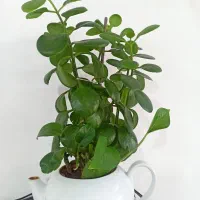گل  قاشقی