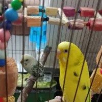 مرغ عشق ماده