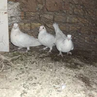 سه عدد دورگ نر سفید