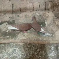 سرخ دم سفید مهر و حندقی