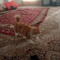 گربه پرشین نر و ماده|گربه|شیروان (خراسان), |دیوار