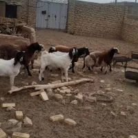 بره و بوزغاله|حیوانات مزرعه|جرقویه, |دیوار