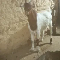 نربز