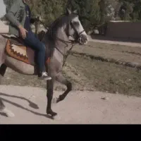 اسب نریون ابرش|اسب و تجهیزات اسب‌سواری|خمینی‌شهر, |دیوار