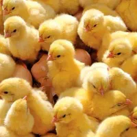 نمایندگی فروش مستقیم دستگاه جوجه کشی هدایت