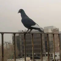 کبوتر گمشده قره